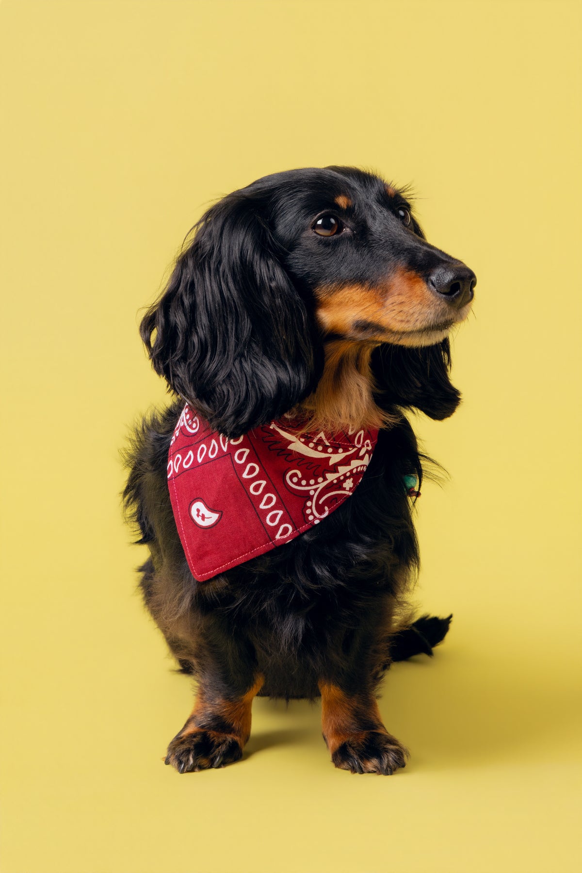 Bandana Idéfix bordeaux