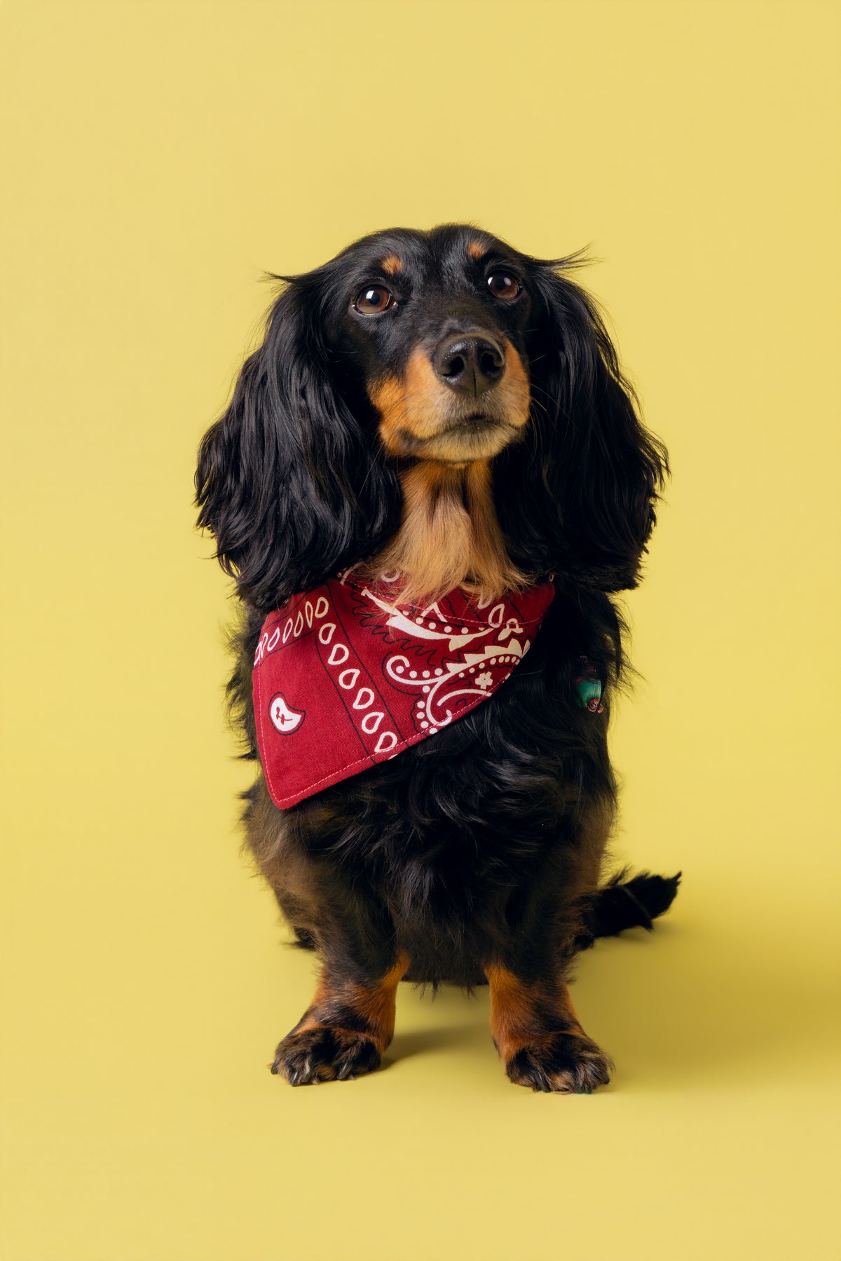 Bandana Idéfix Rose à carreaux