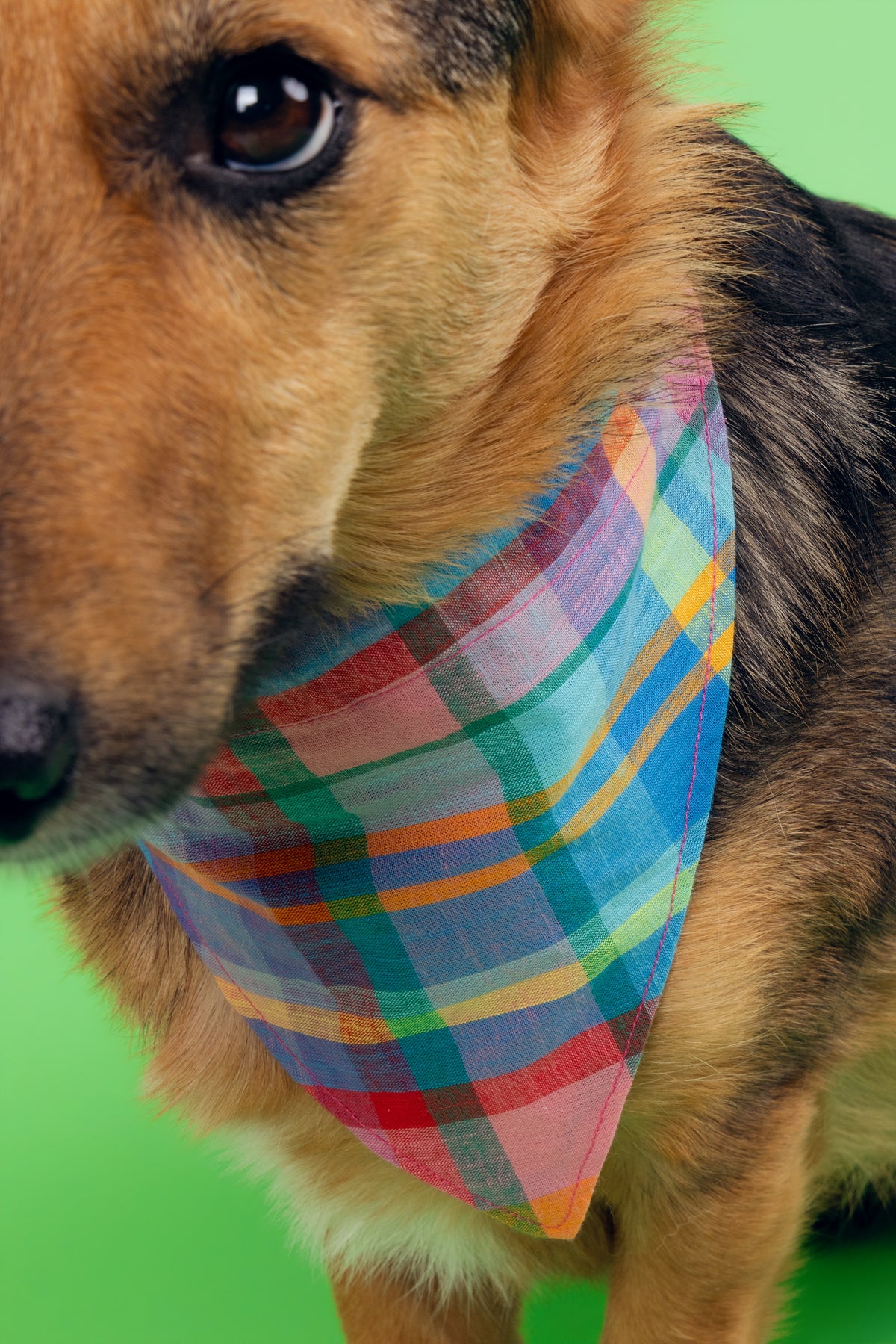 Bandana Idéfix multicolore