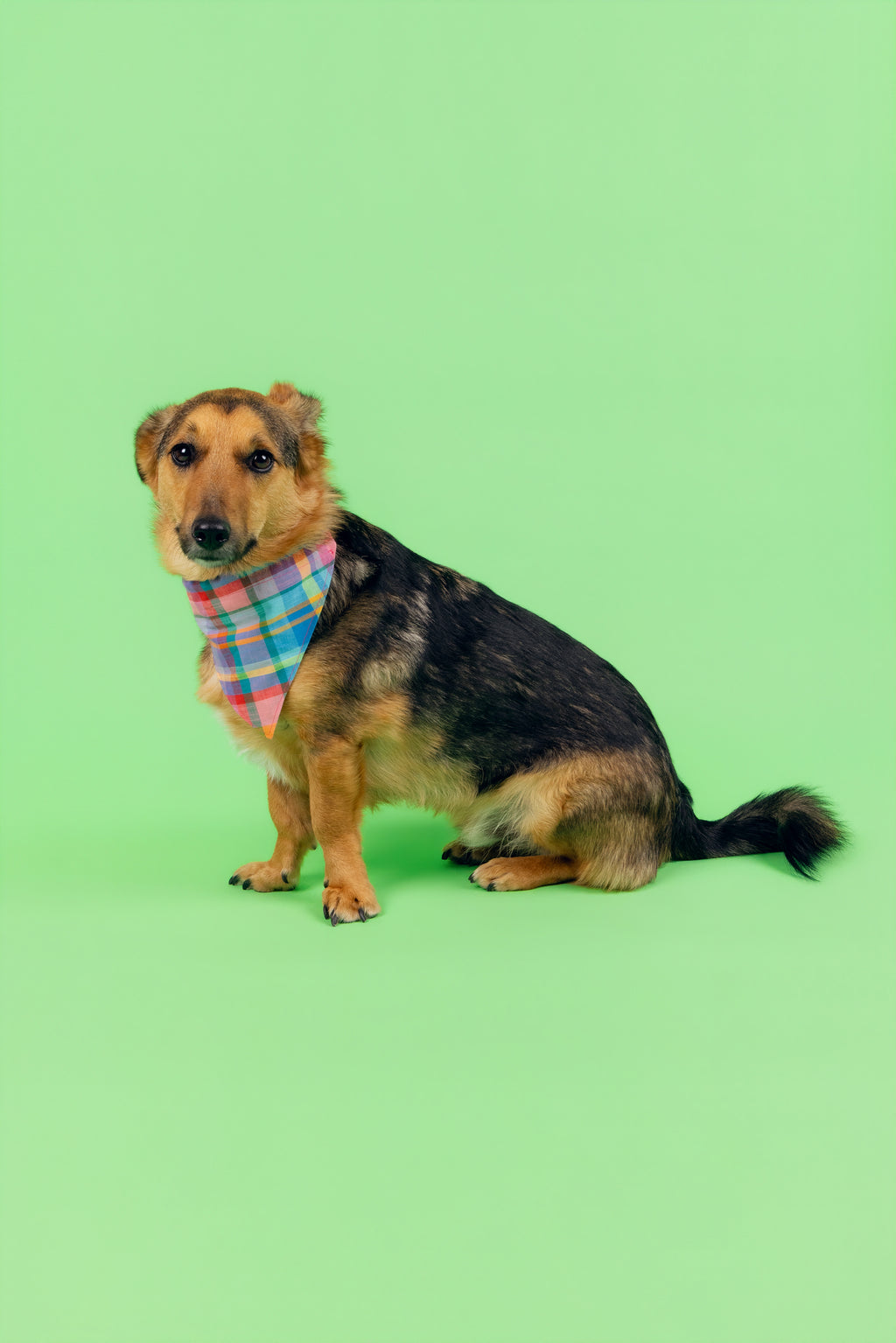 Bandana Idéfix multicolore