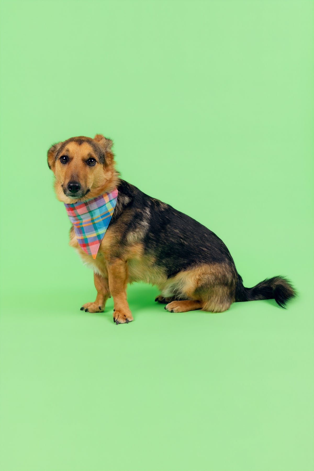Bandana Idéfix multicolore