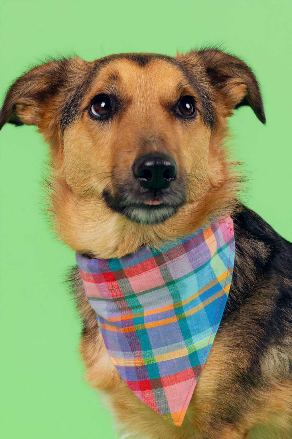 Bandana Idéfix multicolore