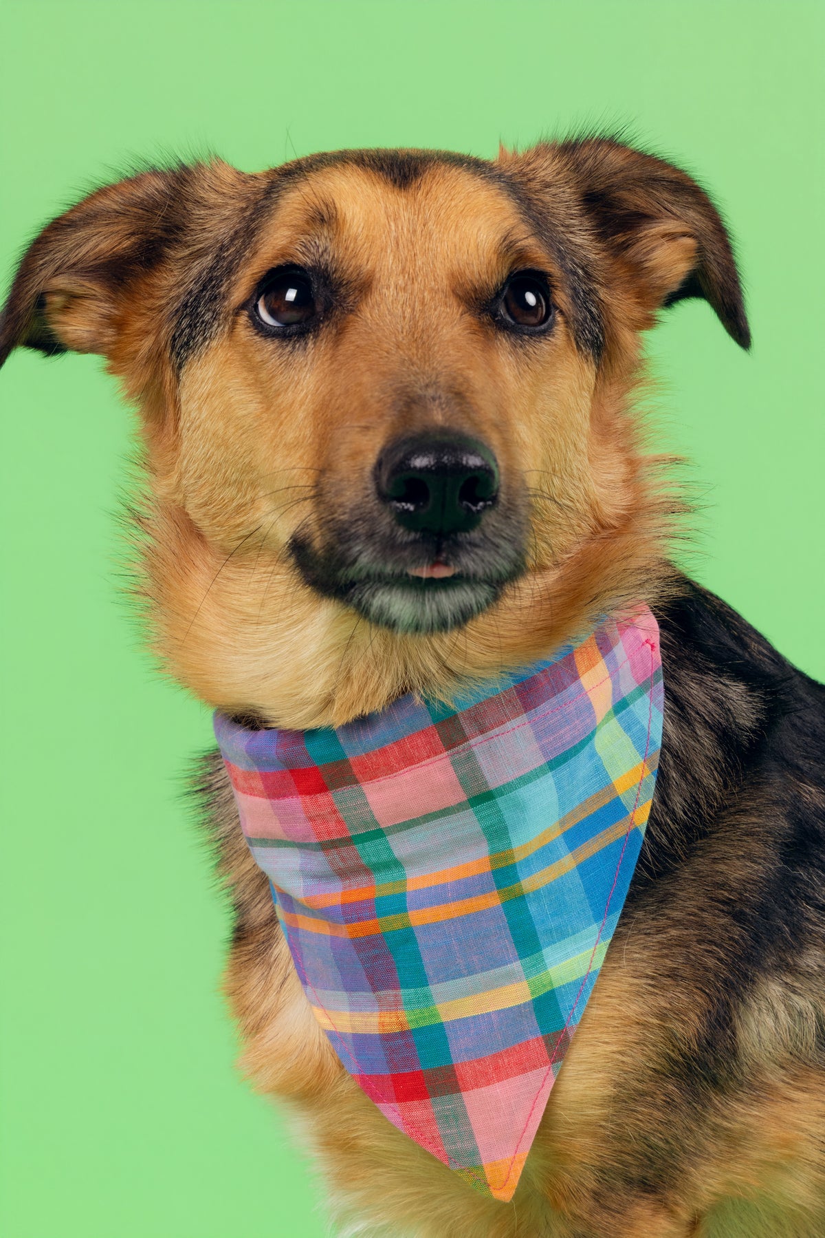 Bandana Idéfix multicolore