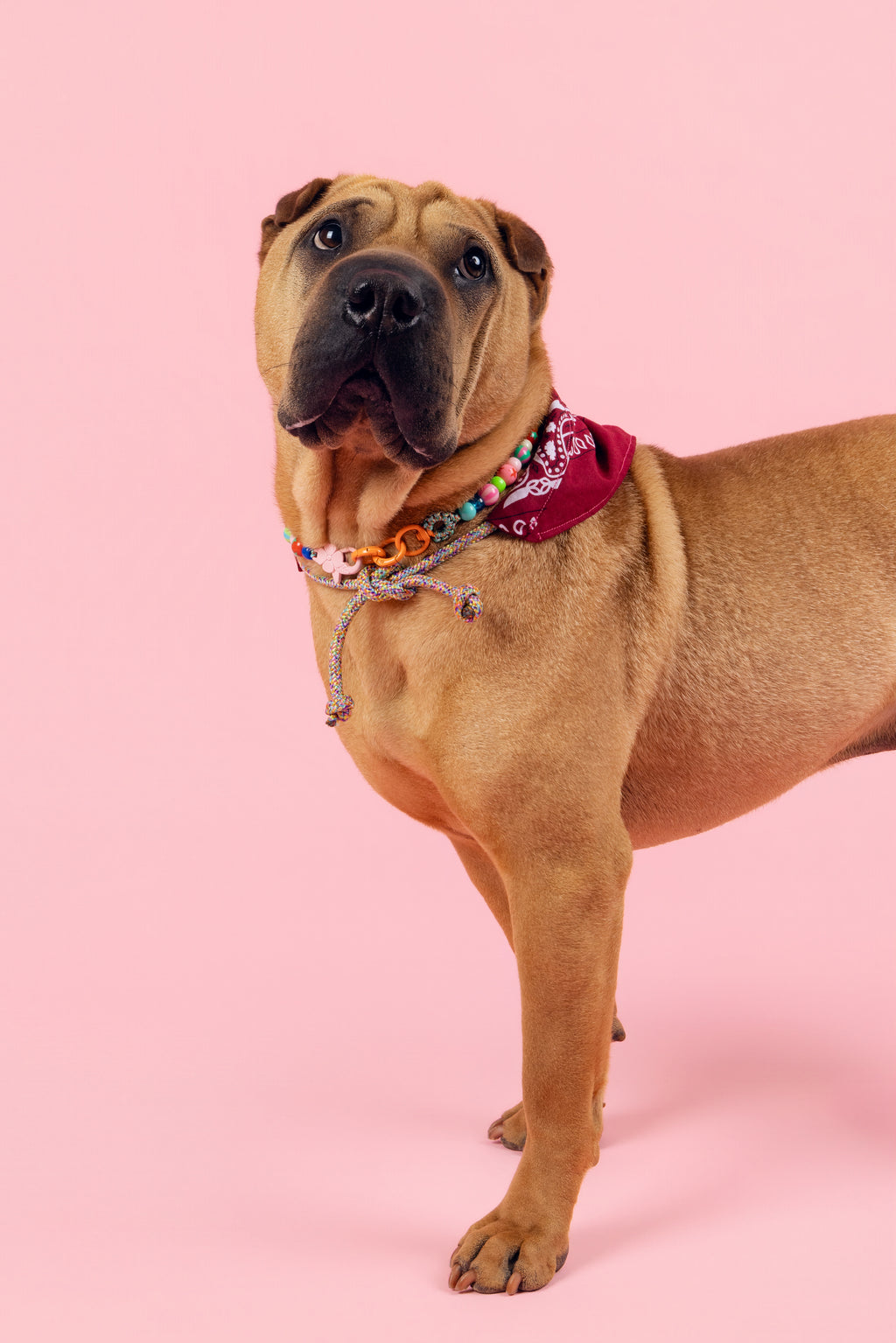 Collier Le Chien