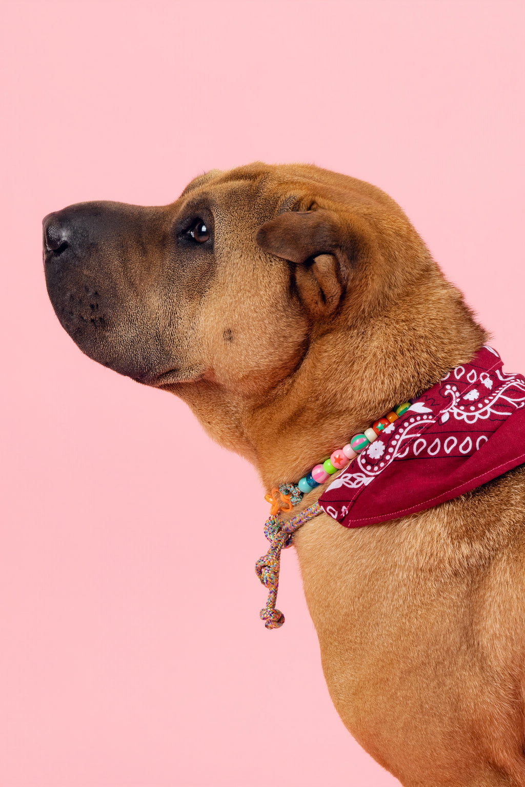 Collier Le Chien