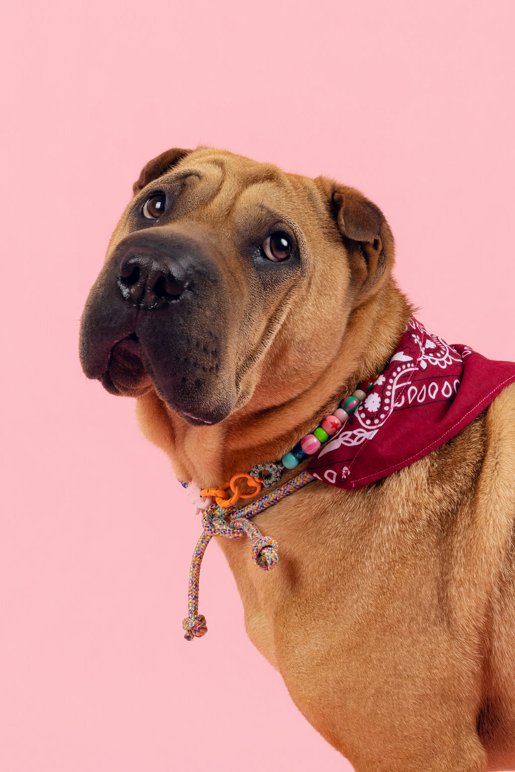 Collier Le Chien