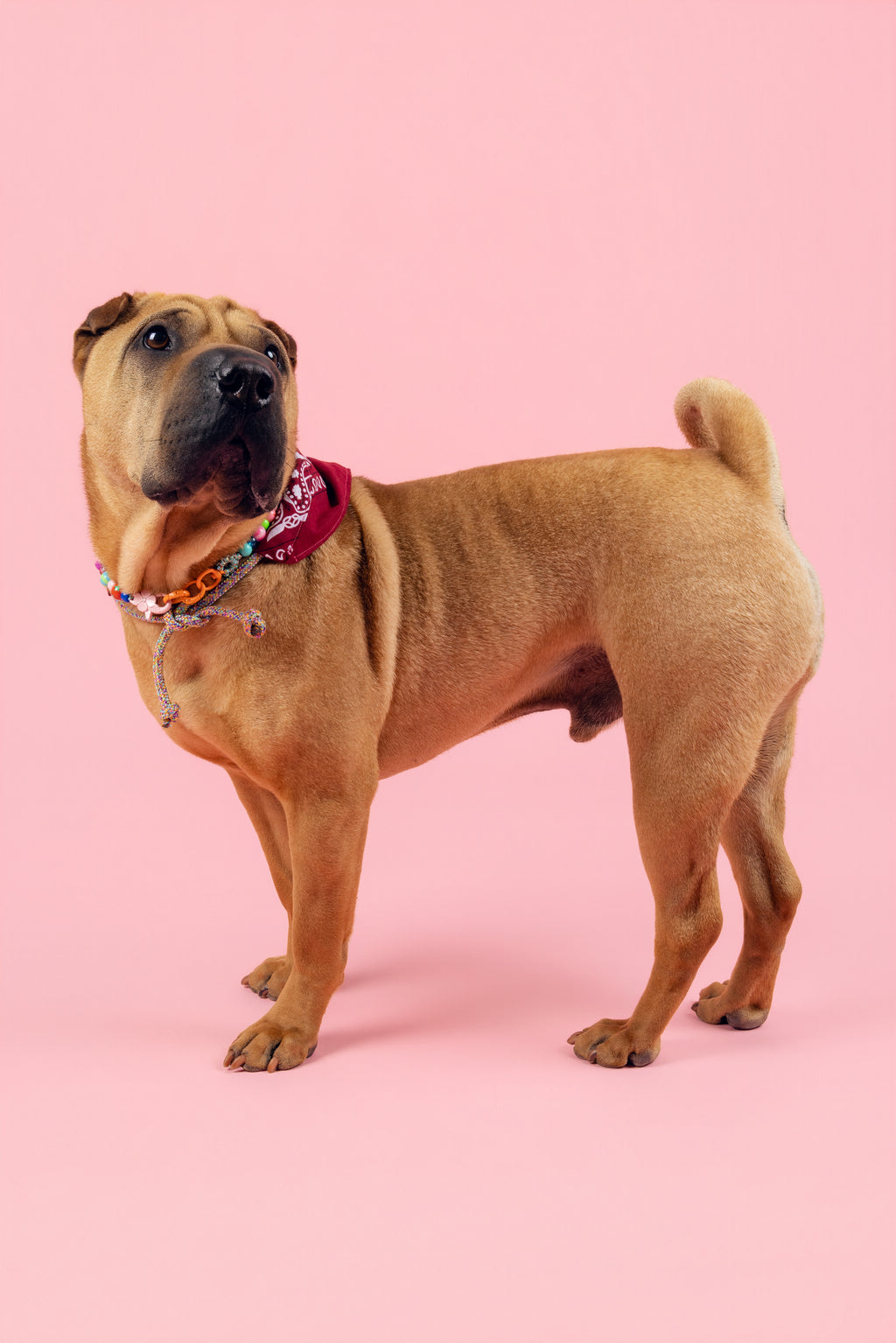 Collier Le Chien