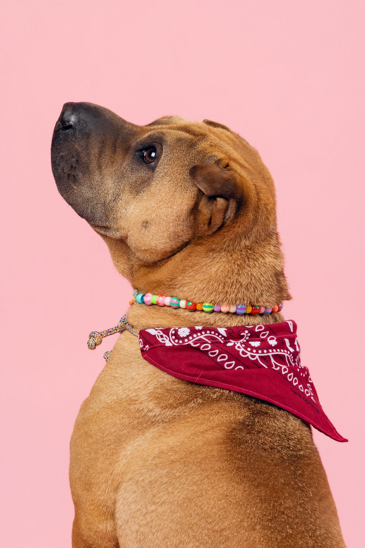 Collier Le Chien