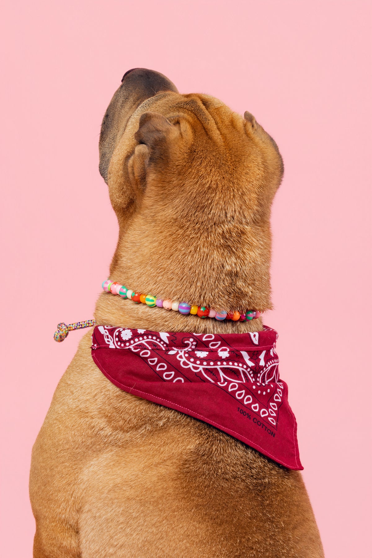 Collier Le Chien