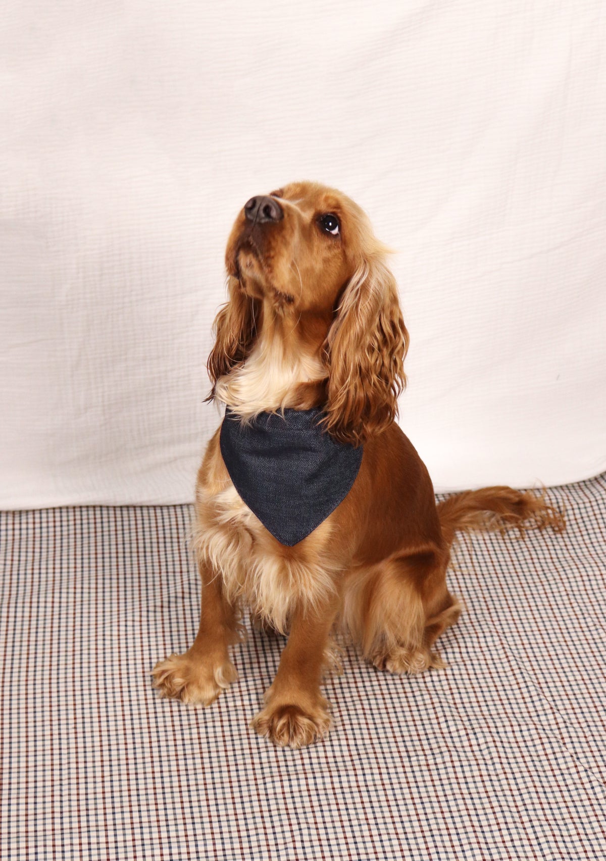 Bandana Idéfix Léopard