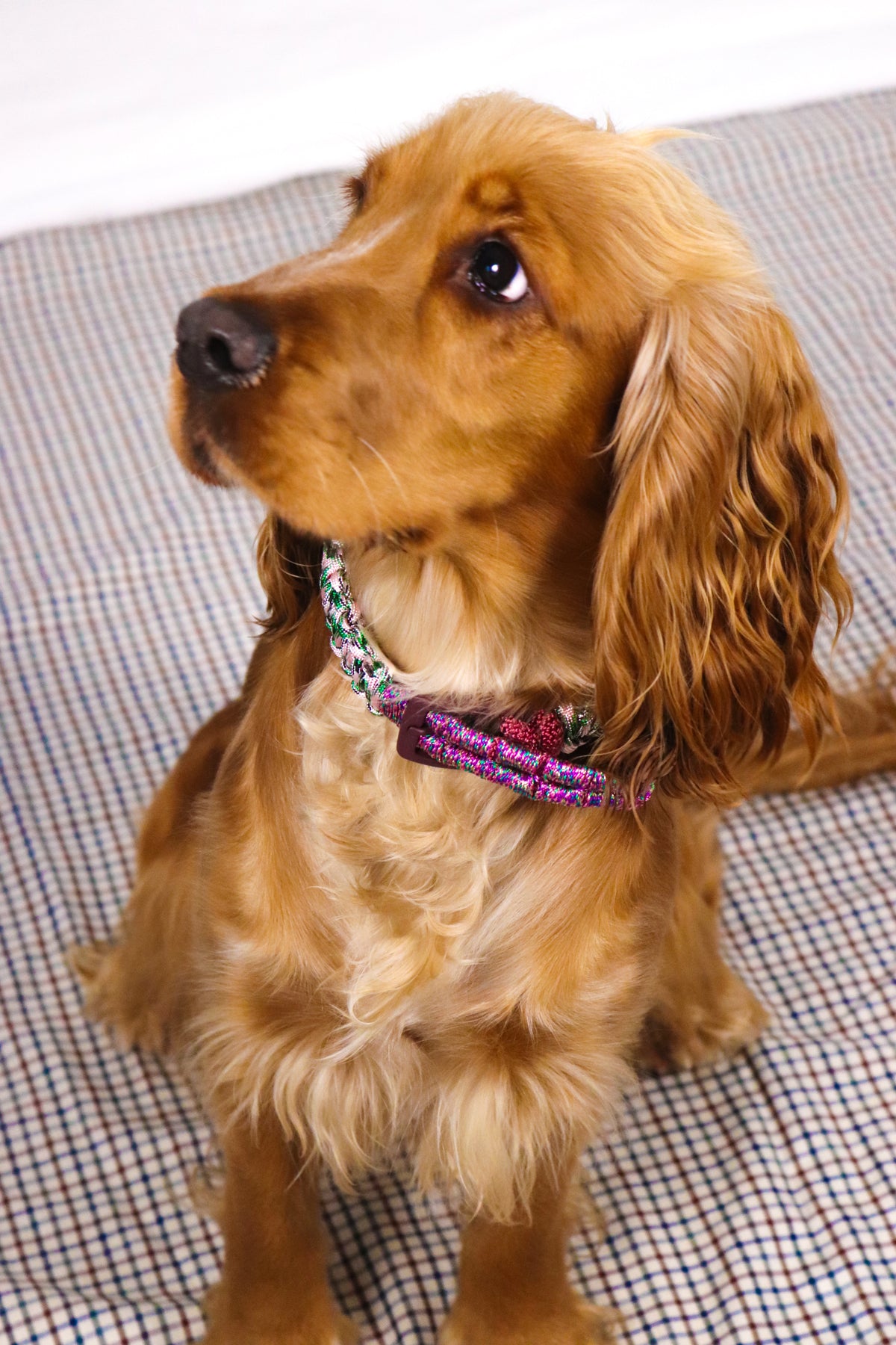 Collier Rintintin