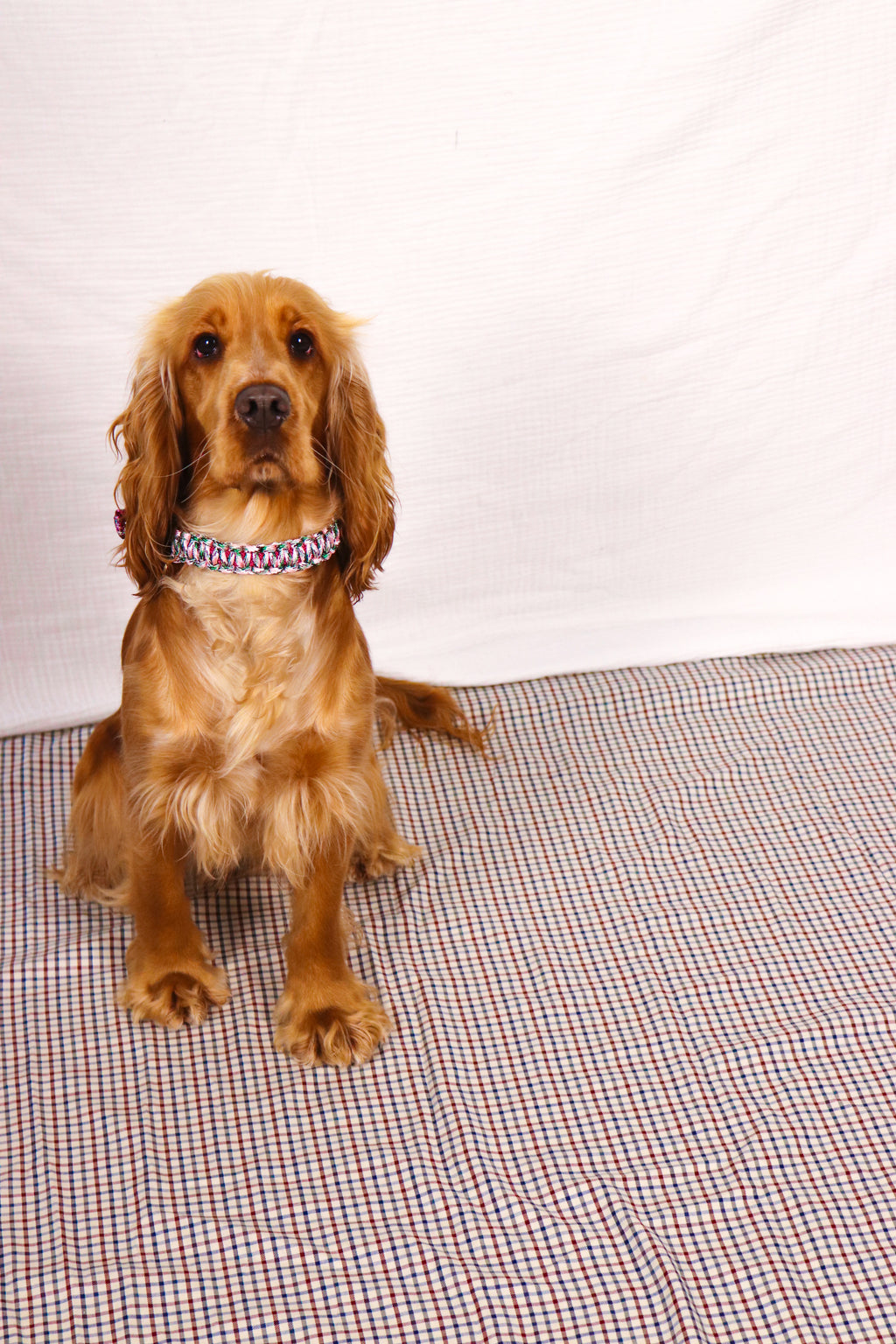 Collier Rintintin