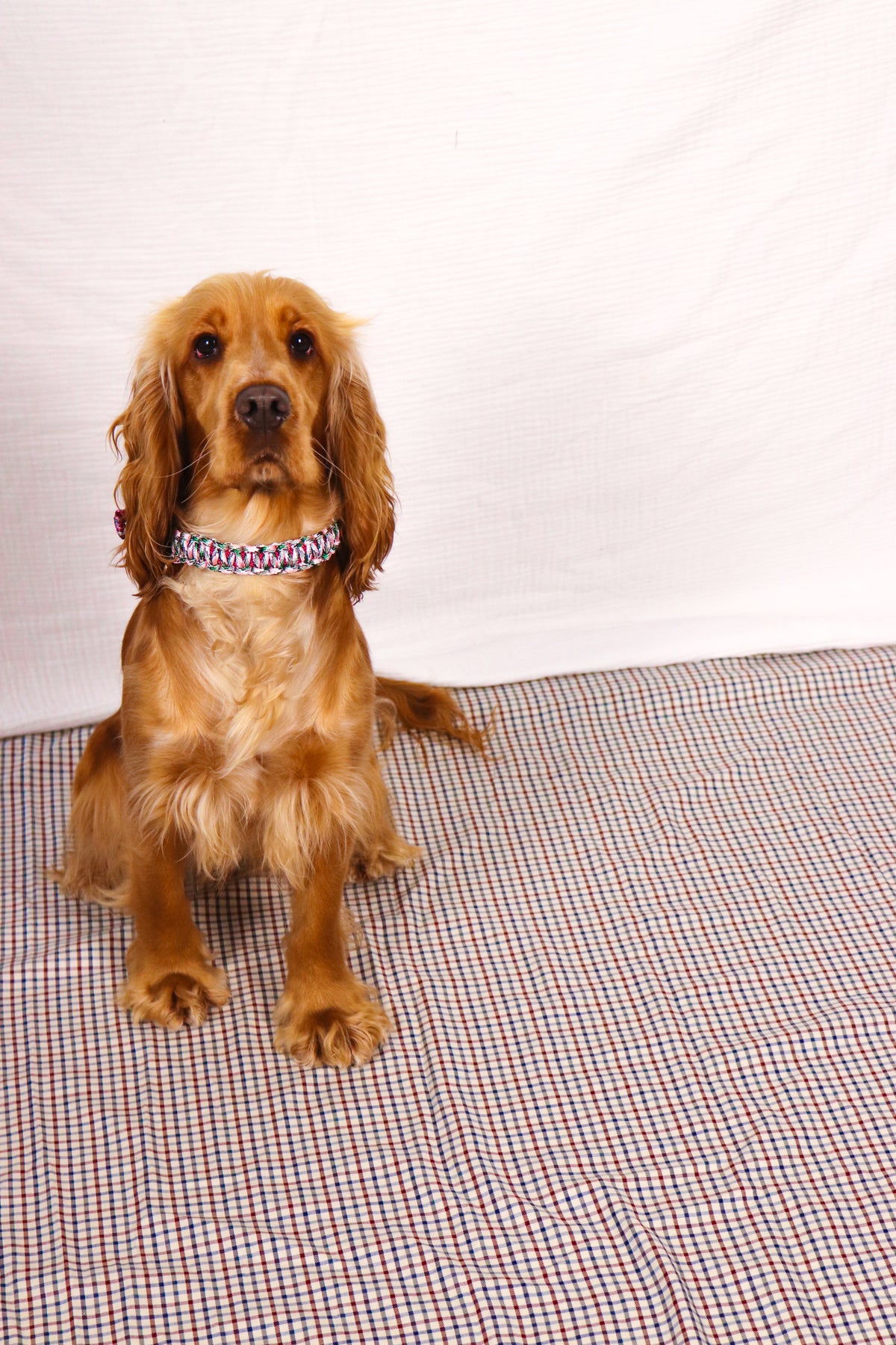 Collier Rintintin