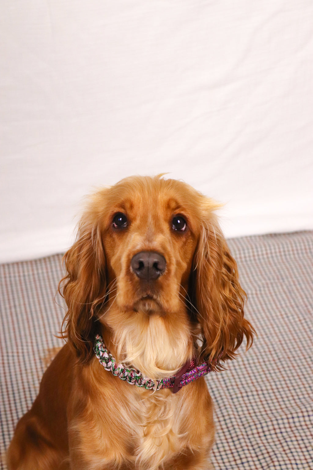 Collier Rintintin