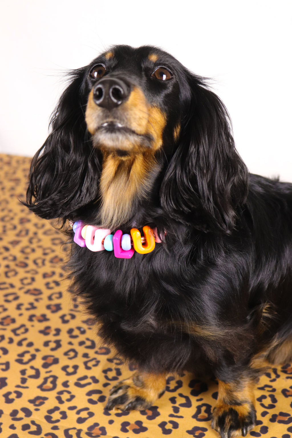 Collier personnalisé Laïka