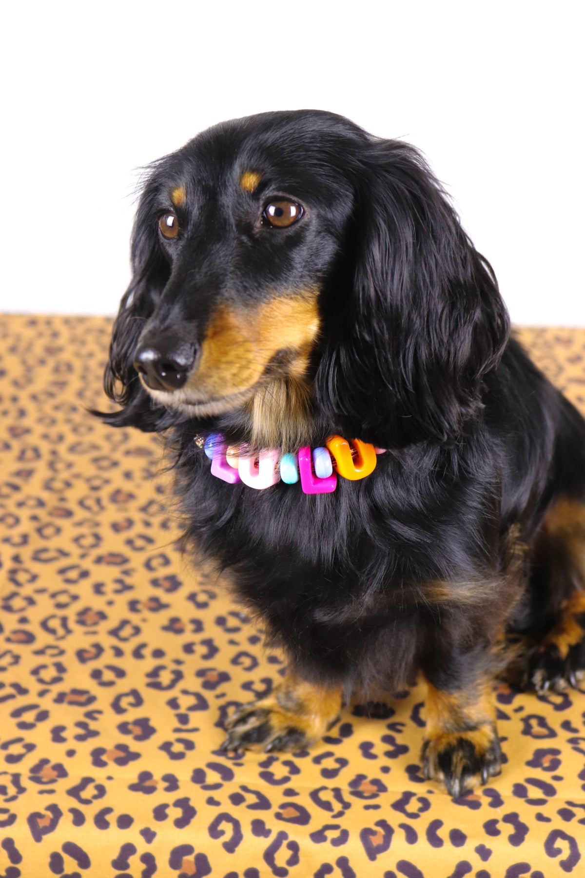 Collier personnalisé Laïka