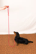 Laisse Lassie rose et rouge