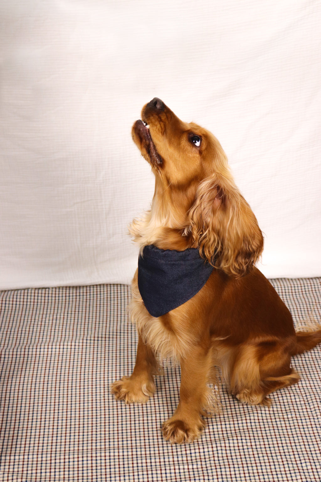 Bandana Idéfix Denim