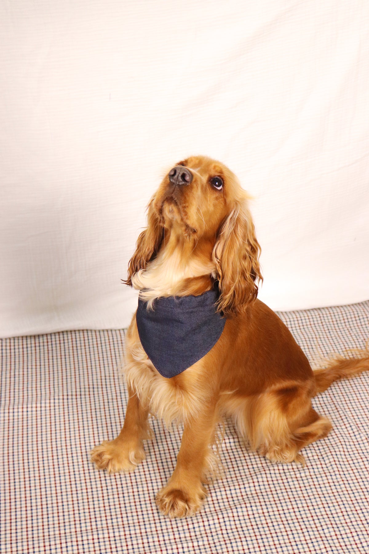 Bandana Idéfix Denim