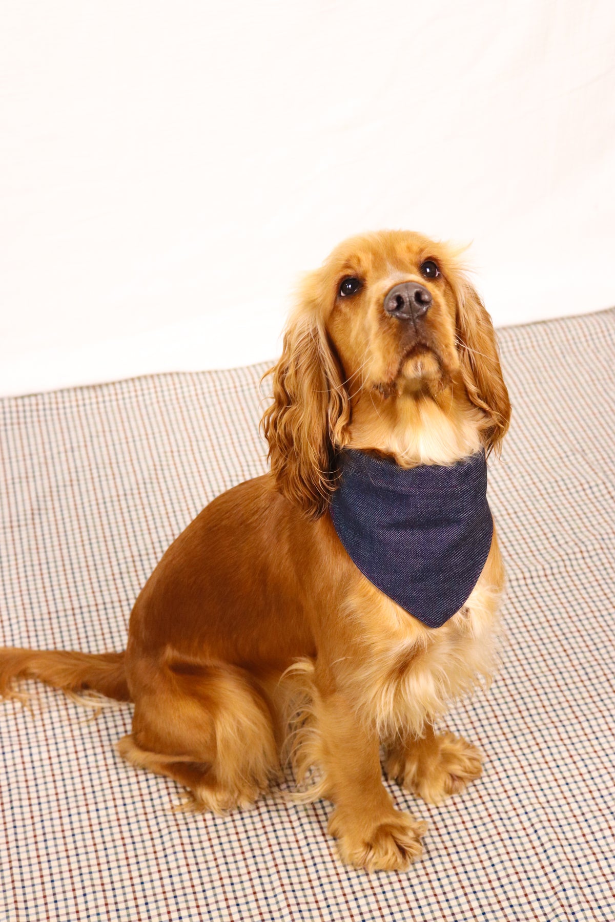 Bandana Idéfix Léopard